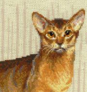 1671 "Абиссинские кошки" фото 2