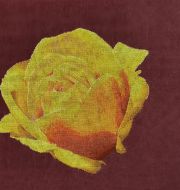 ЛЧ-34 Желтая роза - Электронная схема фото 1