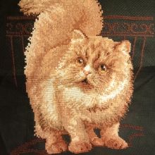 1152 "Персидский кот"
